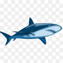 动画鲨鱼