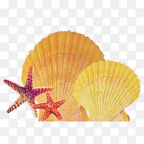 海洋装饰黄色贝壳海星