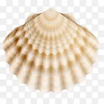 海洋生物贝壳免抠素材