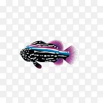 紫色的鱼
