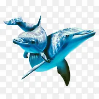 蓝色海洋海豚海洋生物