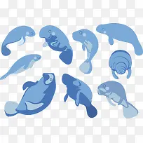蓝色海豹