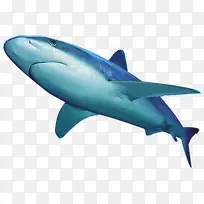 蓝鲸鲸鱼遨游动物