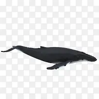 创意手绘鲸鱼黑色