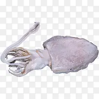 海洋生物鱿鱼