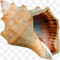 空的海螺壳