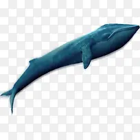 海洋生物鲸鱼蓝色矢量图片