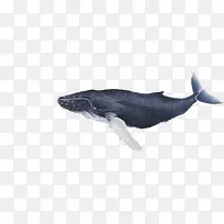 庞大鲸鱼