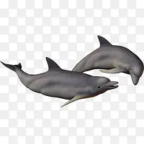 3d动物鱼 海豚
