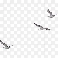 手绘动物素材卡通动物 海鸥