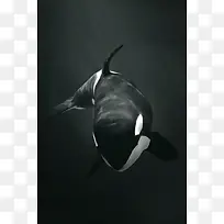 黑色鲸鱼海报背景