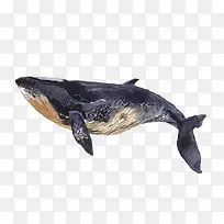 鲸鱼装饰