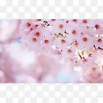 粉色小花盛开模糊背景