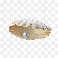 玉蚌珍珠图片