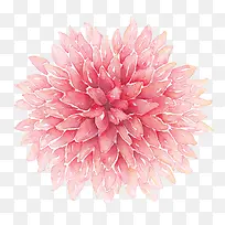 粉色手绘康乃馨花卉