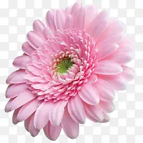 粉色菊花