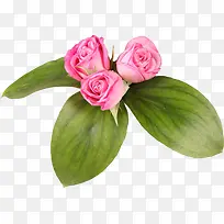 粉色月季花