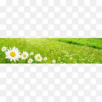 菊花草原banner创意设计