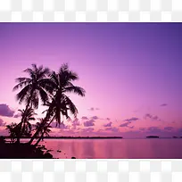 紫色梦幻天空椰林