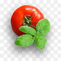 番茄绿叶图片
