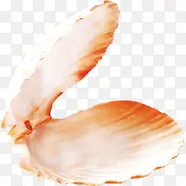 海边的贝壳