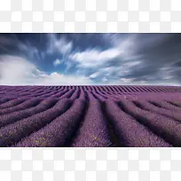 蓝天白云下的紫色薰衣草