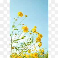 蓝天白云黄色菊花