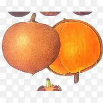 手绘橙色大坚果