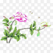 牡丹