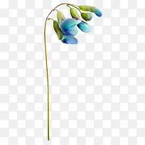 花卉
