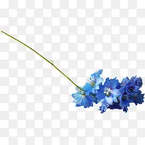 花卉