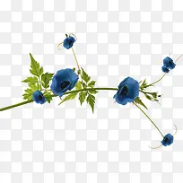 花卉