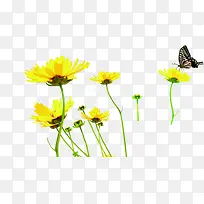 海报植物黄色花朵蝴蝶