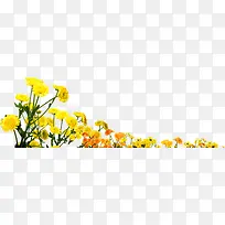 春天黄色公益花朵