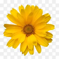手绘鲜花素材花卉图案  黄色花朵