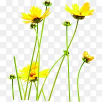 夏日植物黄色花朵