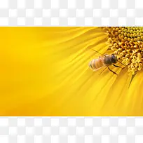 黄色花朵蜜蜂采蜜