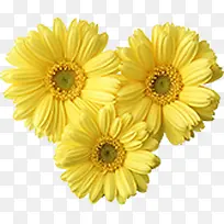 植物黄色花朵设计效果