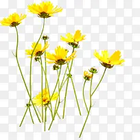 草原美景黄色花朵