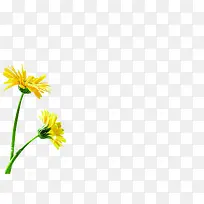 创意海报设计黄色花朵植物
