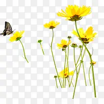 高清摄影黄色花朵蝴蝶