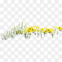 黄色草地花朵美景春天