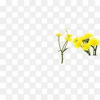 黄色鲜艳花朵美景