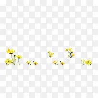 黄色的小花