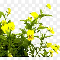黄色花朵美景植物景观
