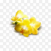 唯美黄色小花