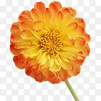黄色鲜艳分层花朵高清