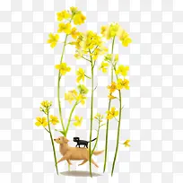春季黄色装饰油菜花