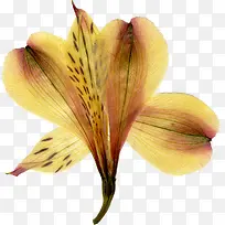 精美压花干花土黄色花朵