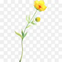 手绘黄色花朵花苞植物